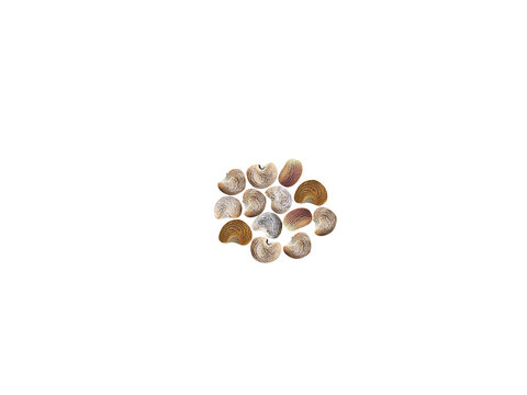 Abelmoschus moschatus or musk mallow dried seeds isolated on a white background