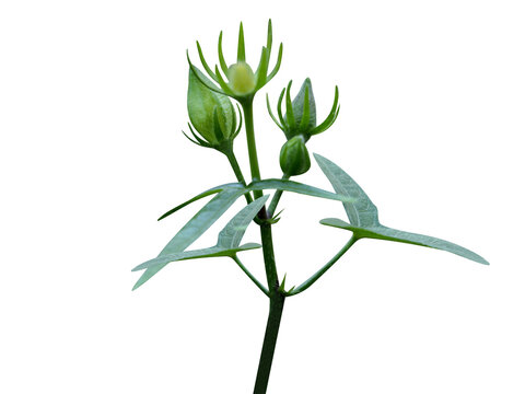 Abelmoschus moschatus or musk mallow plant with flower buds isolated on a white background