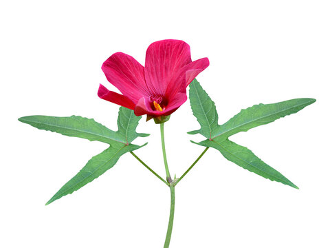 Abelmoschus moschatus or musk mallow plant with flower buds isolated on a white background