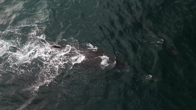 Aerial view of humpback whale diving beneath pod of dolphins in South Africa.
Top-down drone footage of a humpback whale diving beneath the ocean surface while surrounded by a pod of dolphins.