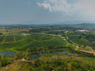 Fototapeta premium Expansive tea fields with ponds and winding access roads
