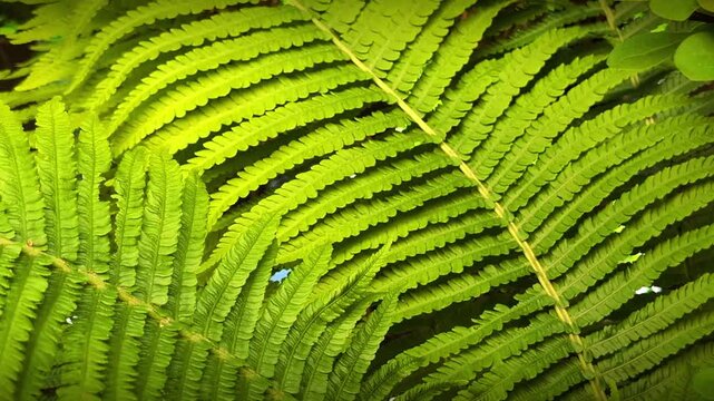 Horizontal macro of green fern leaves texture. Static close up of lush fern fronds pattern in bright sunlight and deep shadows background.