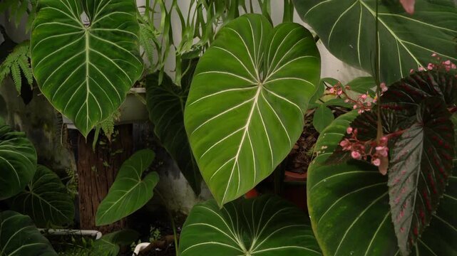 close up view Philodendron gloriosum leaves inside a tropical garden, green velvet leaves with bright white veins, 4k footage, camera moves slowly, heart leave indoor plants, nature vibe	
