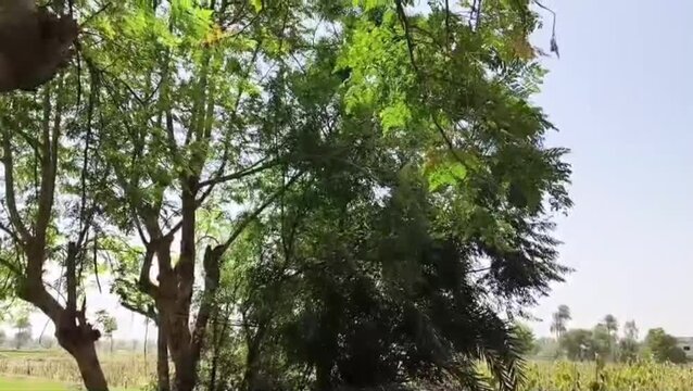 Green tree branches under blue sky
