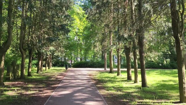 Alley in public park with coniferous trees along it