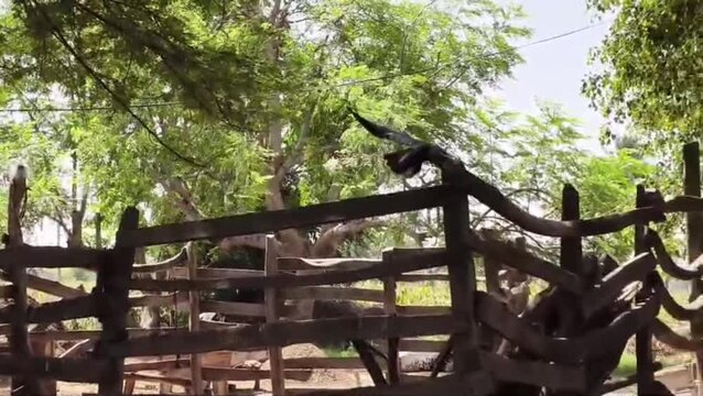 Black Bird Perched on Rustic Fence