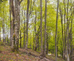 Fototapeta premium Birch forest with new green leafs on the beginning of spring