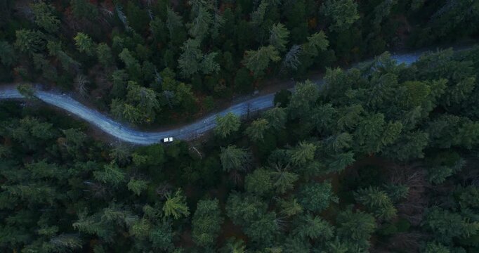 A top-down aerial view of a pale winding road cutting through a dense, dark green forest with a tiny car driving along it.