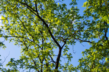 Fototapeta premium Bright green leaves on branches under clear blue sky in a garden during sunny weather in springtime showing healthy growth of trees