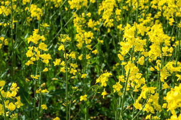 Fototapeta premium Field of canola flowers in bright yellow blooms under sunny weather at midday in a rural area during early spring