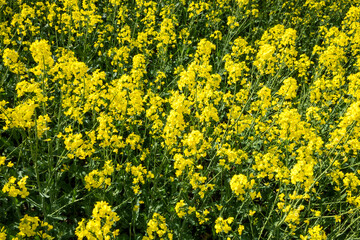 Obraz premium Field of bright yellow canola flowers during sunny weather in springtime near a rural area