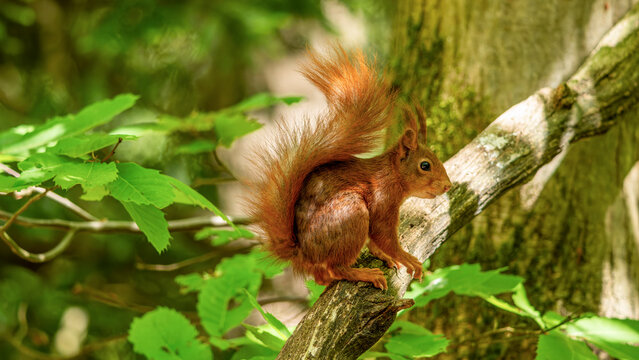 ein Eichh&ouml;rnchen in der Natur