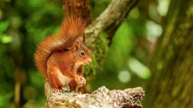 ein Eichh&ouml;rnchen in der Natur