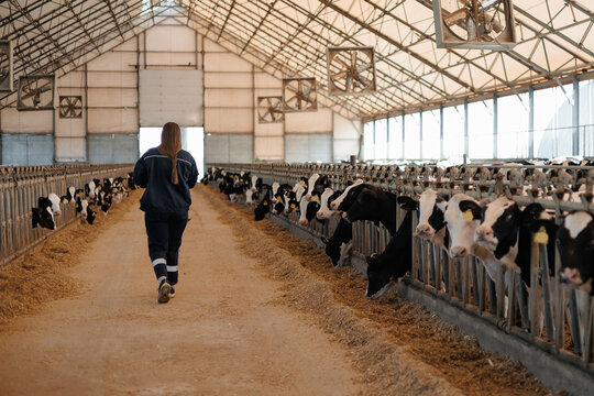 Female farmer walking in dairy barn with holstein cows in modern farm setting