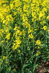 Obraz premium Bright yellow canola plants grow in a field under warm sunlight during the afternoon hours of early autumn near a farming area