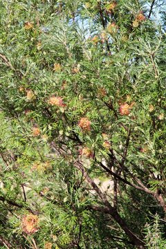 Grevillea Flora Mason in flower, South
Australia 