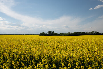 Fototapeta premium Bright field of blooming rapeseed plants under a clear blue sky during a sunny day in early spring, showcasing vibrant yellow flowers and green edges