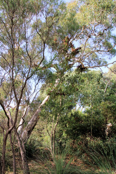 Native landscape of Limestone Stone, South Australia