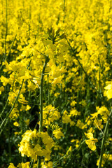 Fototapeta premium Field of bright yellow canola flowers blooms in early spring under sunny skies with strong sunlight and clear weather conditions