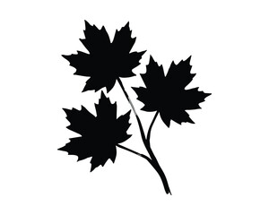 Fototapeta premium Black silhouette of maple leaves on branch