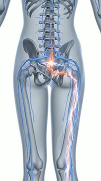 Human Anatonomical Illustration of Sciatic Nerve Physiology Highlighting Neural Activity on a Clean Background for Medical and Health Education Use