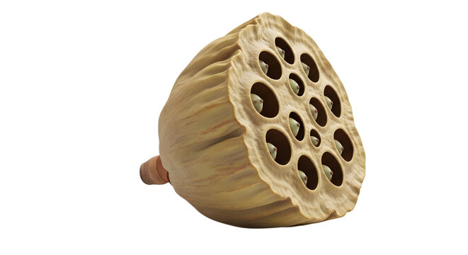 Lotus seed pod cross section detailed anatomy isolated on transparent background