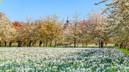 Fototapeta premium Blossoming flowers fill the park under a clear blue sky during springtime in the garden