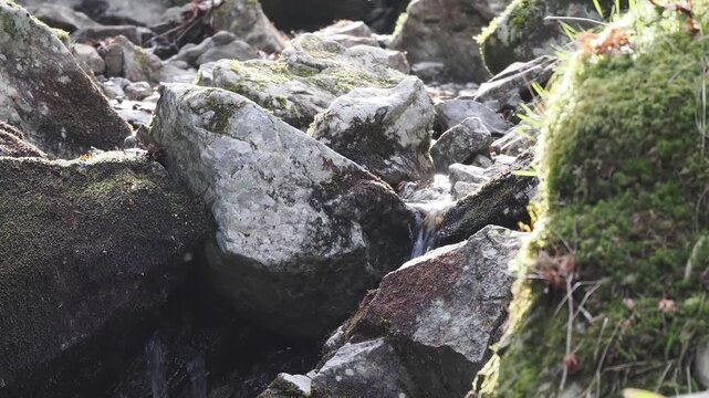 朝日に輝く高山の清流。岩を縫って流れる様子。川の流れ。水飛沫。登山道の風景。岩肌。苔。川音。避暑。静寂。自然風景。