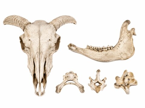 Old dried sheep skull bones arranged as a scientific flat lay skull detached mandible small vertebra bones clean archaeological specimen composition isolated on pure white background