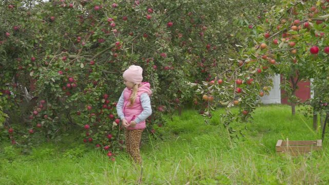 Cute child in a pink vest and hat enjoying autumn harvest time in the garden, A little girl is standing in a large apple orchard full of ripe red fruits on the trees.