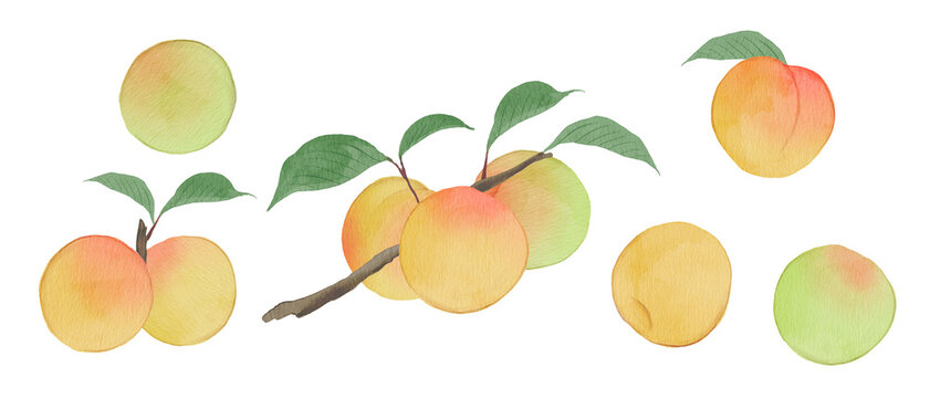 Watercolor illustration of fresh Japanese apples with leaves on branch and individual fruits300dpi