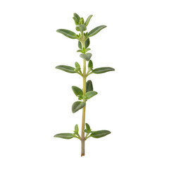 Fototapeta premium Vibrant sprig of garden thyme with delicate oval silvery-green leaves and a slender woody stem set against a transparent background, botanical freshness concept