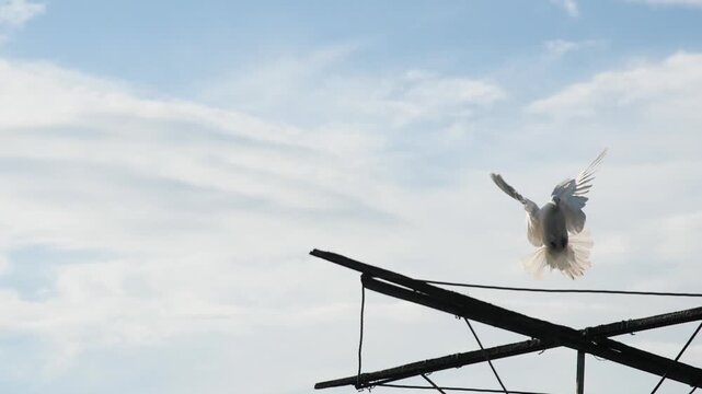 Pigeon breeding hobby concept featuring a purebred white bird landing in slow-motion under a bright sky.

