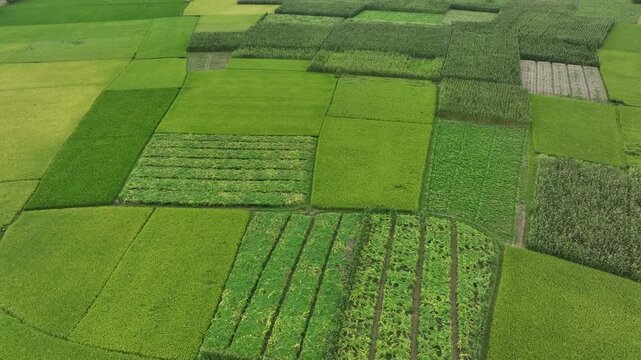 Aerial view of green farmland crops and plantations