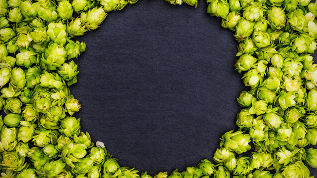 Fresh green hops arranged in a circular pattern on a dark background for brewing preparations in autumn