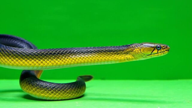 A close-up shot of a dark-bodied snake with yellow scales and a distinct head on a vibrant green background.