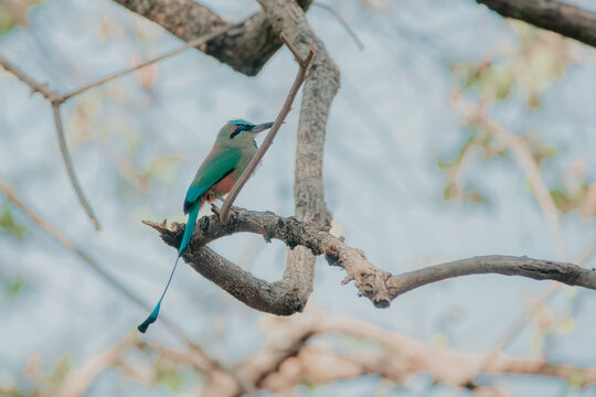 Turquoise browed Motmot perched on a branch. Nicaraguan national bird the Guardabarranco, in a tree