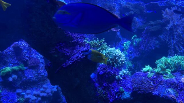 Tropical reef fish including foxface rabbitfish Siganus vulpinus and yellowtail tang Zebrasoma xanthurum swimming among coral reef habitat. Marine species native to Indo Pacific coral ecosystems 