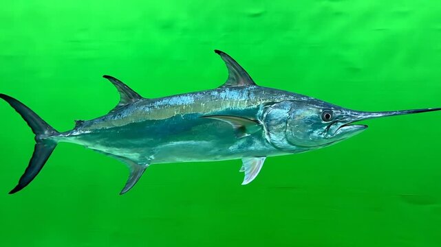 A majestic swordfish with its distinctive long bill swimming gracefully in the vibrant green-tinted ocean water, showcasing its powerful form.