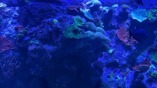 Tropical reef fish including foxface rabbitfish Siganus vulpinus and yellowtail tang Zebrasoma xanthurum swimming among coral reef habitat. Marine species native to Indo Pacific coral ecosystems