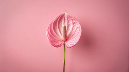 Fototapeta premium A Delicate Pink Anthurium Flower on a Soft Pink Background, a Symbol of Elegance and Grace