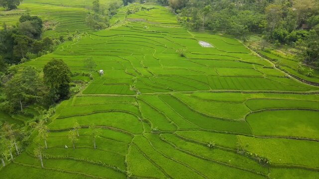 Aerial view of a farmer walking on paths through beautifully patterned green rice fields.