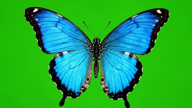 A vibrant blue butterfly with black edges on its wings, set against a bright green background.