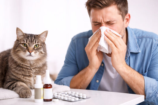 Man sneezing into tissue because of pet allergy. Caucasian male suffers from cat hair sensitivity and uses medical treatment to cure sickness. Animal dander and health problem concept.
