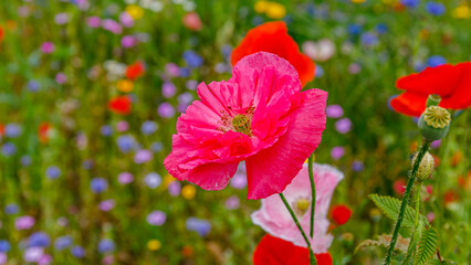 Fototapeta premium Bright pink poppy stands out among many colorful flowers in a vibrant garden during daylight