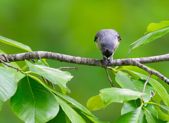 A tufted titmouse pecking at a sunflower seed that it has clutched against the tree branch its perched on © Darren Koobs