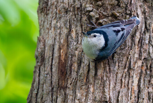White-breasted nuthatch on the side of a tree and curiously looking around