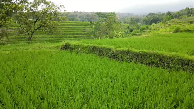 Aerial view of a farmer walking on paths through beautifully patterned green rice fields.