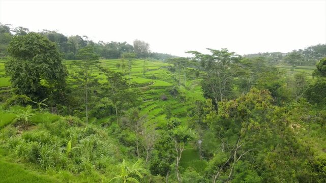 Aerial view of a farmer walking on paths through beautifully patterned green rice fields.
