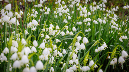 Fototapeta premium Snowflake Flowers Bloom in a Garden With Many White Petals and Green Leaves Under Bright Sunlight on a Spring Day
